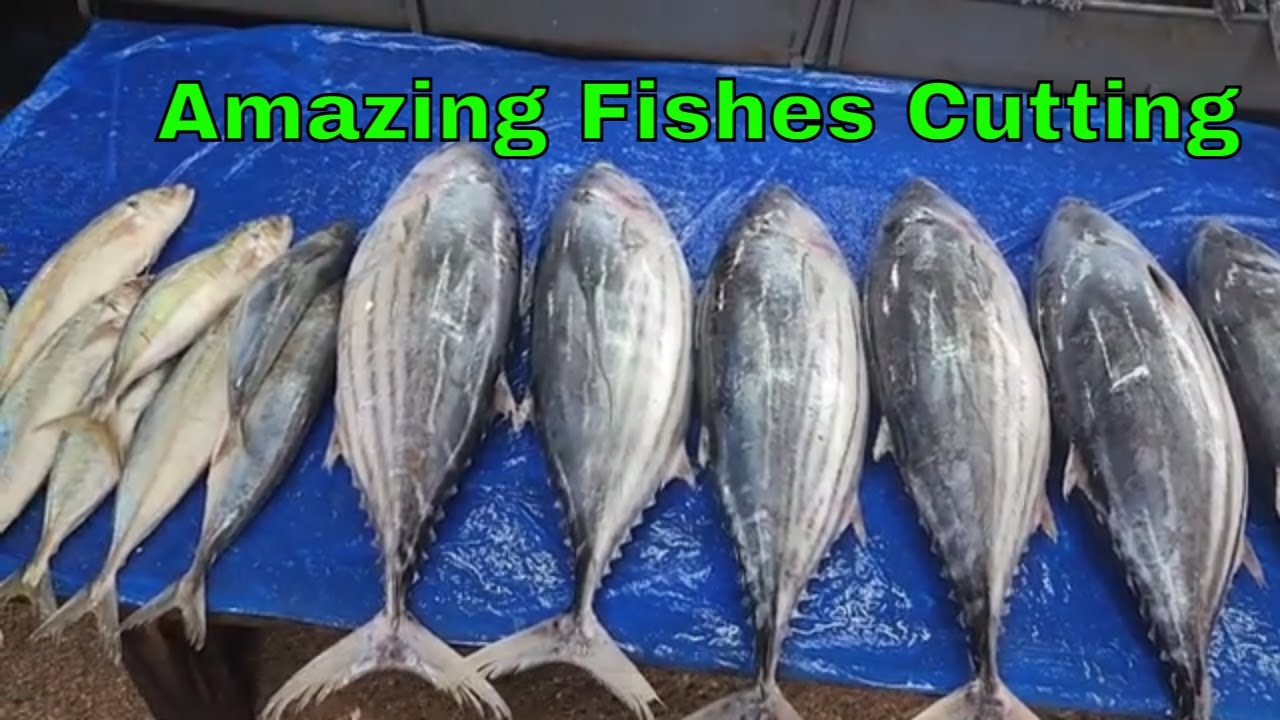 Amazing fishes Cutting \ fish Cutting \ Tuna Fish Cutting \ Big Fish