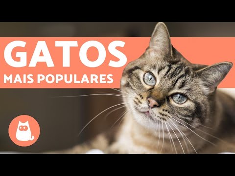 Vídeo: Raças de gatos que não precisam de muita preparação