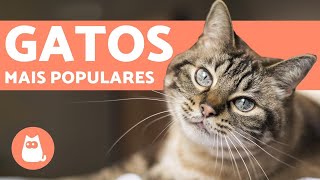 Top 10 raças de GATOS mais POPULARES do MUNDO