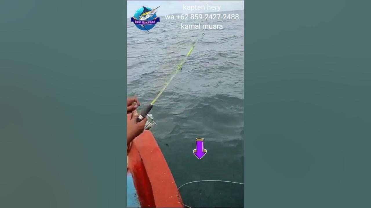 PANIK ‼️ STRIKE IKAN BESAR 😱 #shortvideo #fishing #mancing