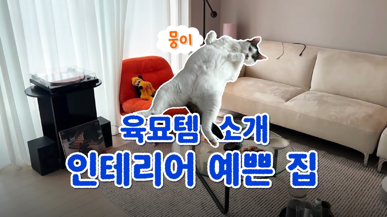 인테리어 취향저격✨ 뭉이네 집사Pick🐱🎀  예쁜 집 + 고양이 공존 아이템 추천 ｢ 밥은 멍고 다니냥 ｣