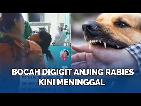 Video: Apakah Ibu Anjing Menjadi Agresif Setelah Melahirkan?