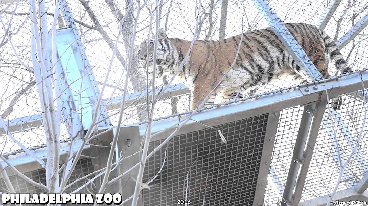 Philadelphia Zoo Tigers Exploring Big Cat and Gorilla Trailways