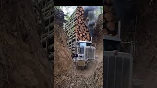 Through the Narrowest Logging Trail
