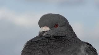 Feral Pigeon Close-Ups