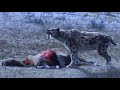 Smilodon  saber tooth cat documentary