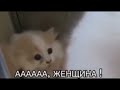 ААА ЖЕНЩИНА ААА ЖЕНЩИНА