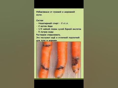 ОТ ЛУКОВОЙ И МОРКОВНОЙ МУХИ - YouTube