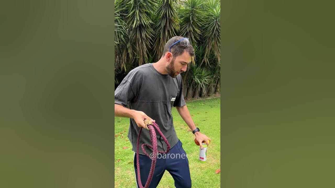 Impresionante la potencia de este látigo para adiestrar búfalos Impresionante la potencia de este látigo para adiestrar búfalos