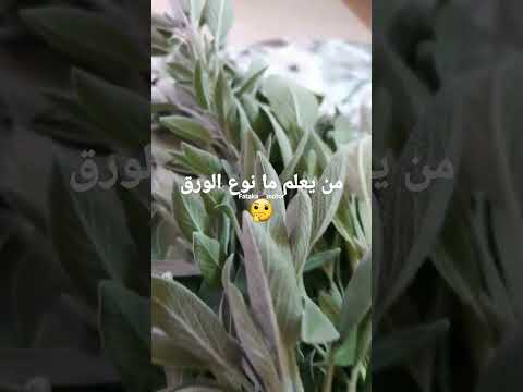ما نوع الورق