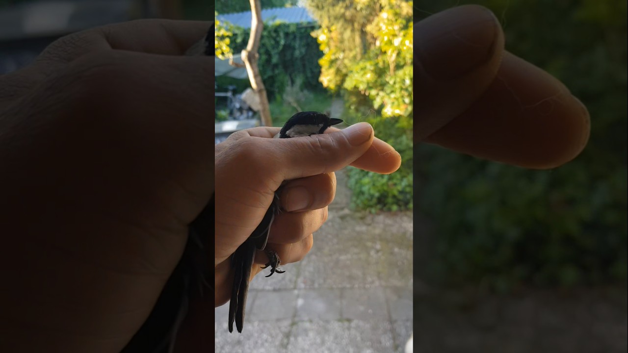Releasing the bird #birds #birdsong  #cat #mainecoon #canary #release_bird #kitten #songbirds