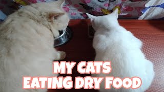 My Furbabies Cat Eating Dry food (Princess cat food)