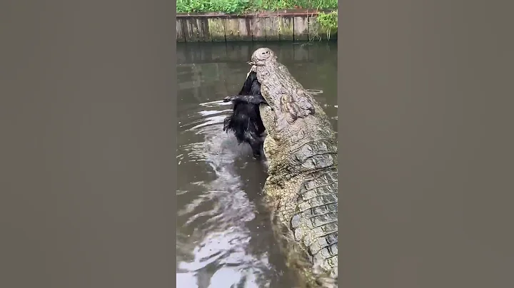 Lyle the Nile Crocodile Destroys‼️#gatorland #nilecrocodile