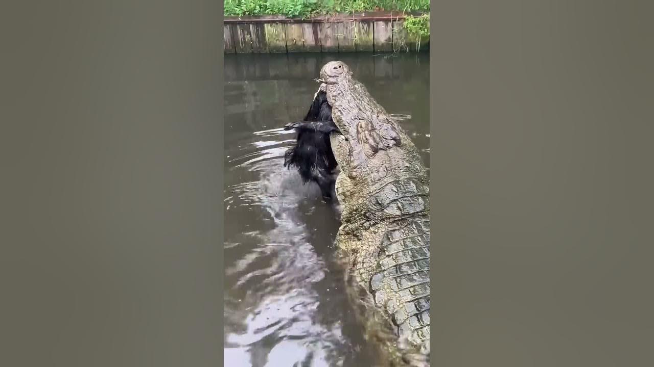 Lyle the Nile Crocodile Destroys‼️#gatorland #nilecrocodile - YouTube