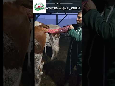 البقرة ضربات والتلقيح الاصطناعي للأبقار داوه ماليه عبد الحق فجري  