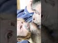 Monkey talks Brother to sleep #monkey #brothers #cute #sleep #shorts