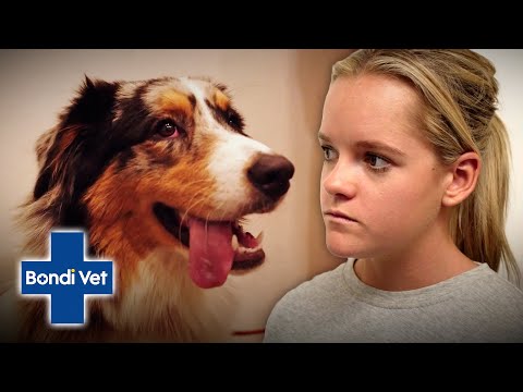 Video: 26 gadus vecs kucēns ar traģisku pagātni pierāda, ka izglābti suņi ir grūti kā naglas