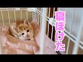 保護猫 お迎え翌朝 寝ぼけ具合がすごかった 子猫成長記録 と 初老夫婦の日常
