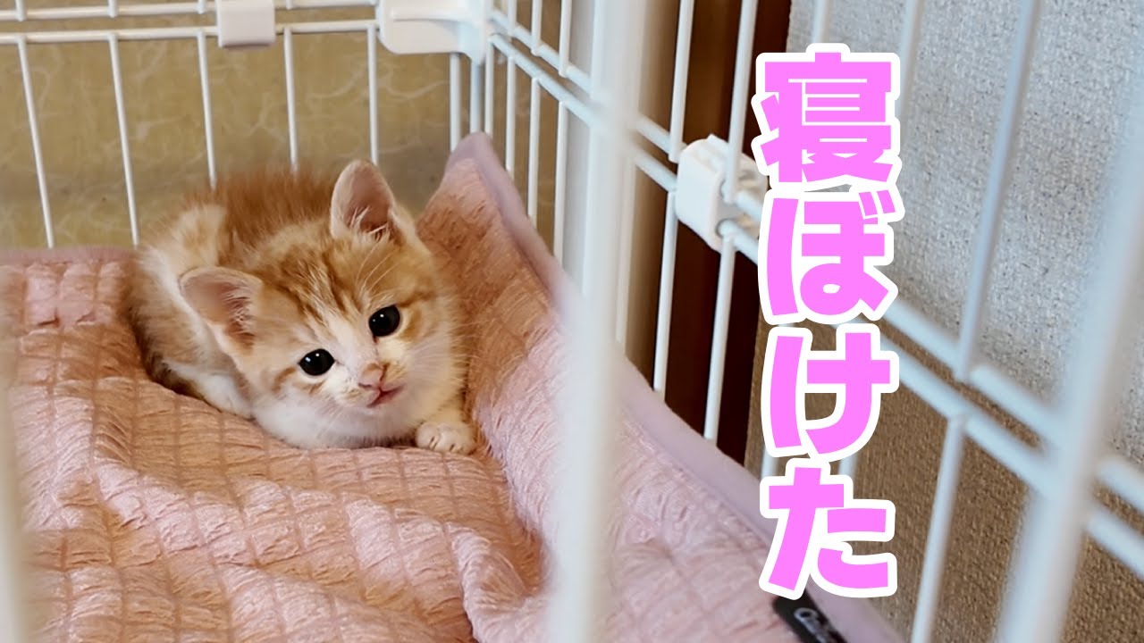 保護猫 お迎え翌朝 寝ぼけ具合がすごかった 子猫成長記録 と 初老夫婦の日常
