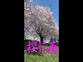 櫻花雨_韓國釜山 #shorts