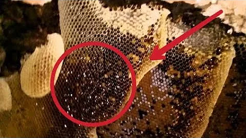 Onde as abelhas ficam à noite?