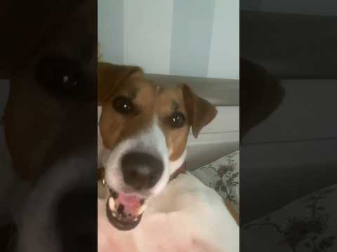 Видео: Джечка зевает #dog