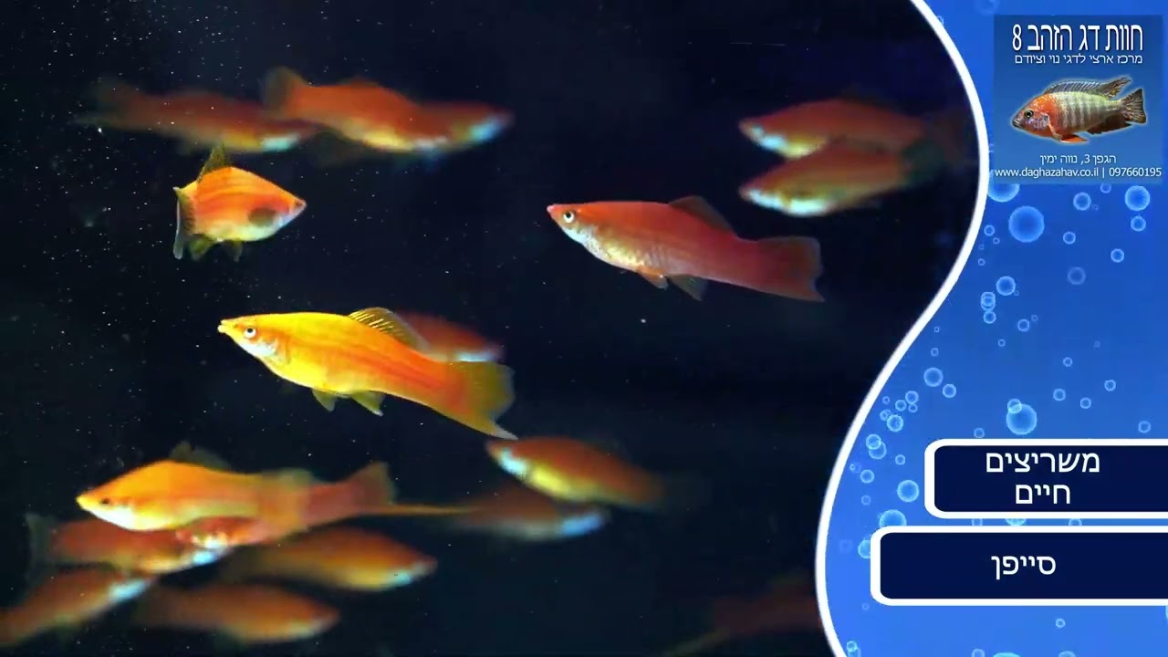 משריצים חיים - חוות דג הזהב - YouTube