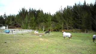 pixie galloping 4.4.10.MP4