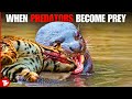 Most Unbelievable Moments of When Predators Mess with the Wrong Prey