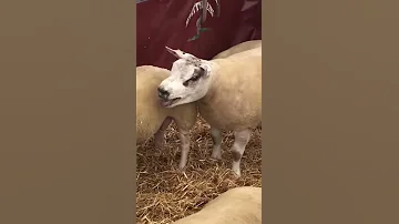 Гибрид свиньи с бараном