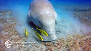 Dugong | Marsa Abu Dabab | 19.10.2020