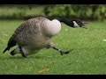 Goose chasing people  funny geese attack compilation