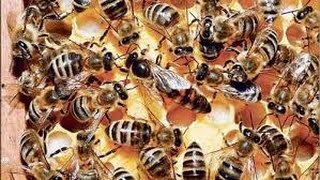 حقائق علمية حول ابداعات النحل ||dr ali mansour kayali | partie 1