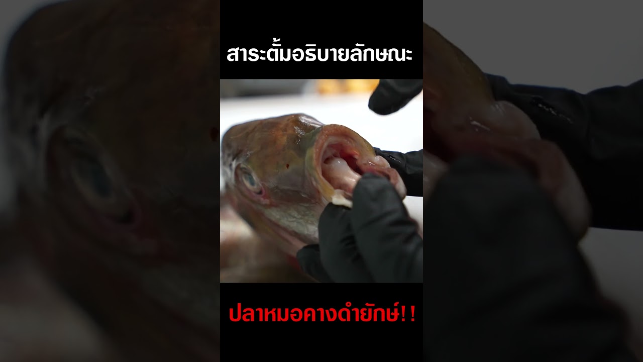 สาระตั้มอธิบายลักษณะ หมอคางดำยักษ์!! #djpoom #ดีเจภูมิ #คนหัวครัว
