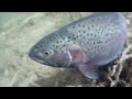 Meeboer Lake monsters