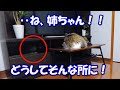 壁の中にネコ吉がいるのを発見して驚いたボス吉