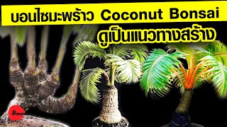 บอนไซมะพร้าว Coconut Bonsai ดูเป็นแนวทางสร้าง