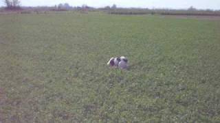 EPAGNEUL BRETON HUNTING QUAILS IN GREECE Training Mode OI PROTES FERMES STA ORTUKIA FERMA No3