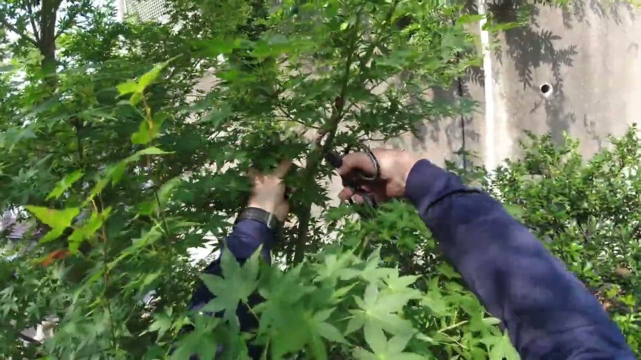 No.242_ Summer pruning of Japanese maple trees 2 (continued