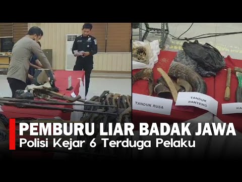 Dugaan Tulang Belulang Badak Jawa di TNUK, Polisi Kejar 6 Pemburu Liar