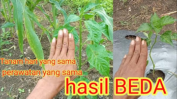cabe rawit tumpangsari jagung ini hasilnya