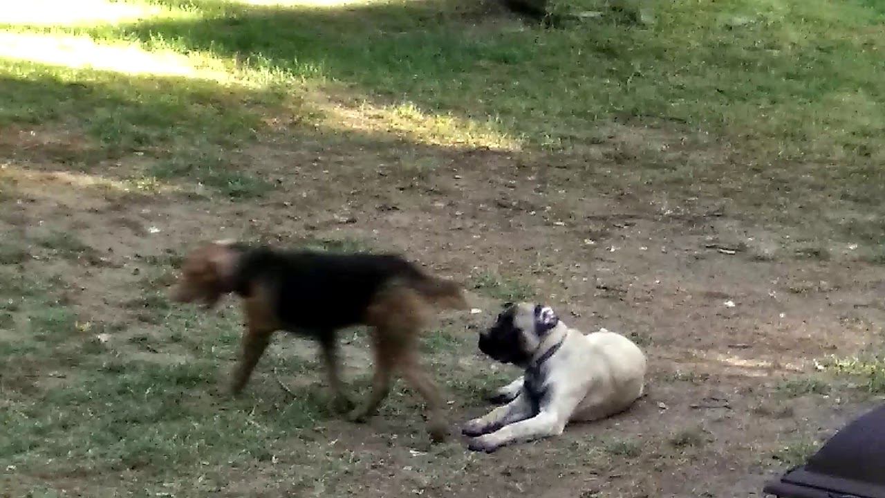 Dogs in backyard - YouTube