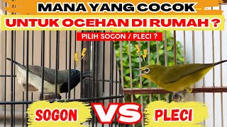 SOGON VS PLECI❗MANAKAH YANG PALING PAS UNTUK GACORAN DI RUMAH❓