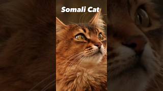 Somali Cat: Discover the LongHaired Facts,#somalicat