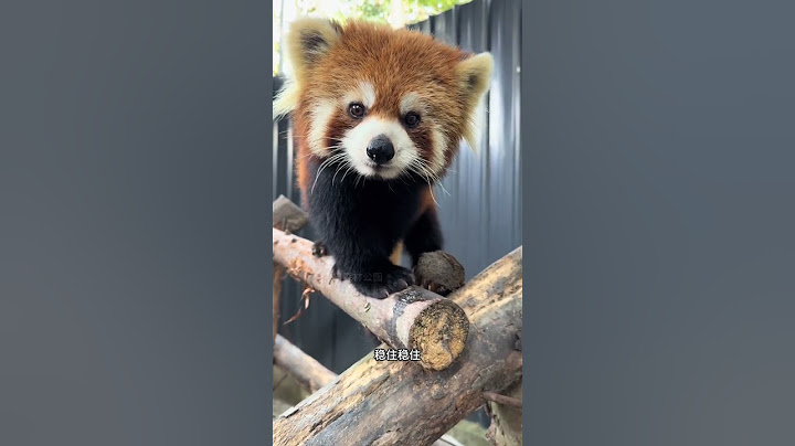 真温柔 #小熊猫 #小熊猫不是小浣熊 #萌到爆炸了💥 #爱护动物 #萌化了
