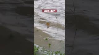 Saw a scary alien fish ? What is this ? #scaryfish #fishing