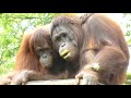 Orangutans&#39; Herbal Healing / オランウータンのハーバルヒーリング🌿