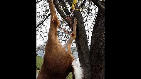 How to CORRECTLY use Gambrel Pulley Game Hoist