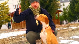 İNGİLİZ POİNTER Temel İtaat Egitimi ( Av Köpeği Eğitimi ) Hunting Dog Training