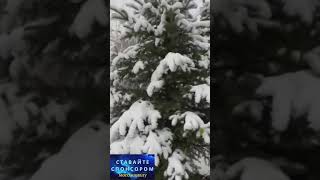 Коррупционеры не будут нести наказания, если они заплатят  #новости #ukraine  #охрименко